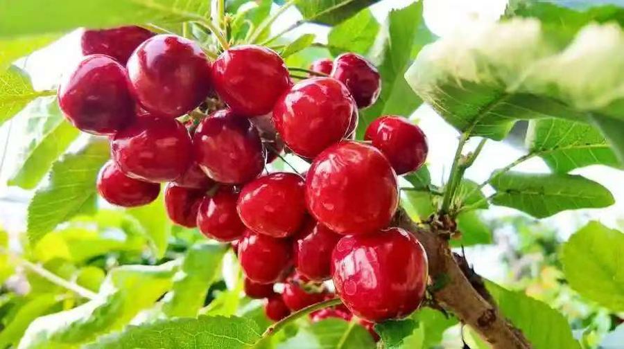 桃李春风樱桃采摘园