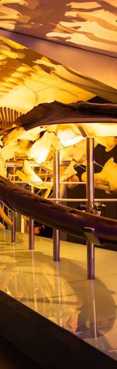 墨尔本博物馆-卡尔敦