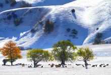 那拉提旅游风景区景点图片