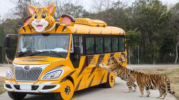 Shanghai Wild Animal Park-Car Entry Area