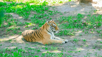 Siberia Tiger Park