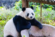 安吉竹博园景点图片