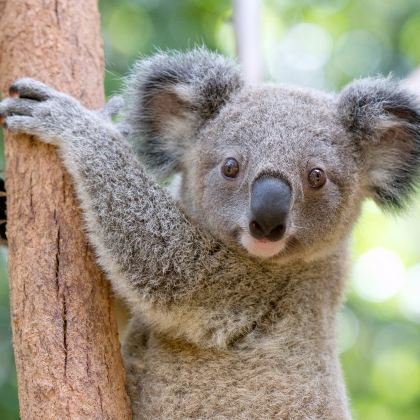 澳大利亚布里斯班+莫顿岛+阳光海岸+黄金海岸+天宝林国家公园萤火虫洞+拜伦湾8日6晚拼小团