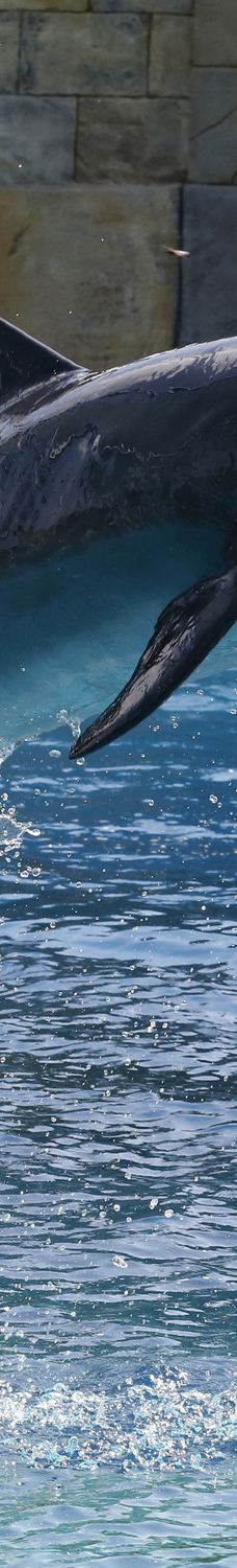 海哺栖息地-新加坡