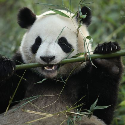 成都+乐山大佛+峨眉山+武侯祠+熊猫谷8日7晚私家团