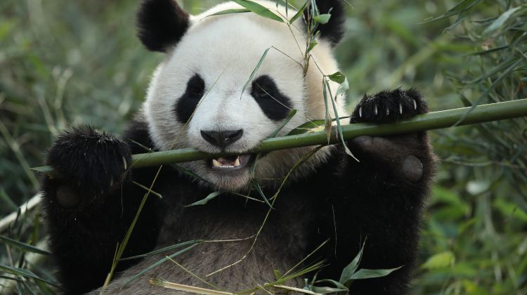 14-Day China Group Tours: Beijing, Tibet & Potala Palace, Chengdu, Shanghai