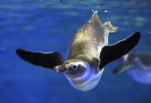 墨田水族馆景点图片