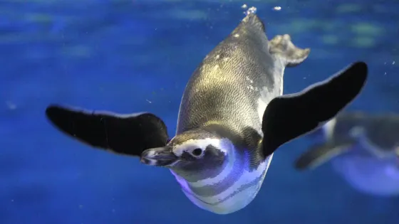 墨田水族館