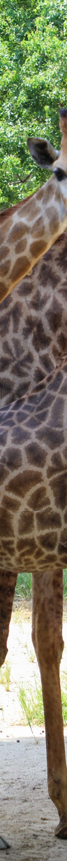 上海野生动物园-上海