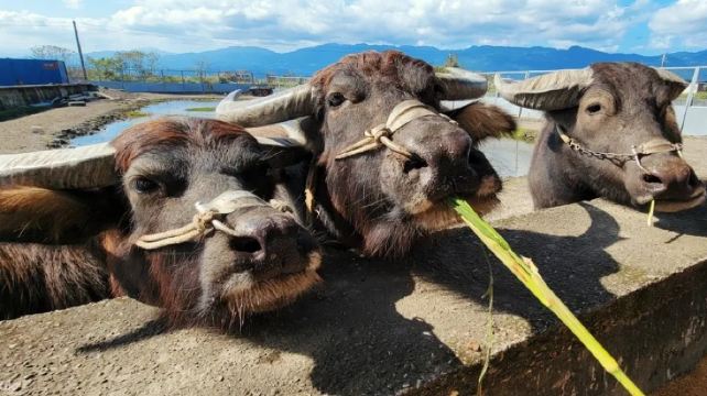 牛头司体验农场