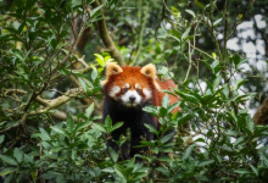 碧峰峡野生动物世界景点图片