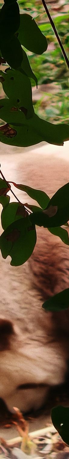 秦岭四宝科学公园-周至