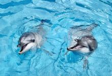 野柳海洋世界景点图片