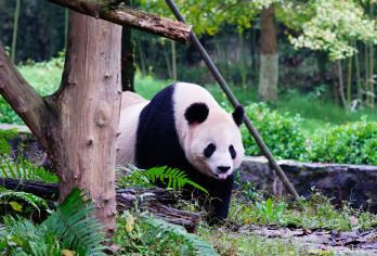 【青笙堰熠】熊猫基地+都江堰夜景纯玩一日游【纯玩无购物】