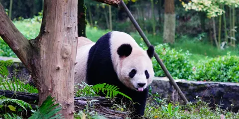 都江堰中華大熊貓苑（原熊貓樂園）