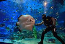 釜山SEA LIFE水族馆景点图片