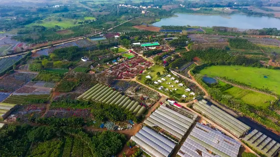 海口三角梅花展