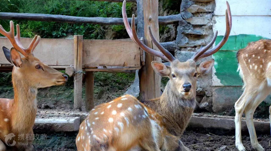 西寧野生動物園
