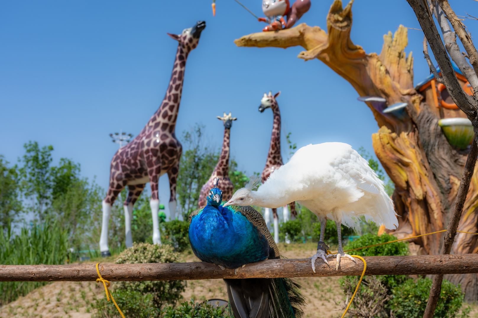 雄安辛玛森林动物乐园 · 保定市 · 景点