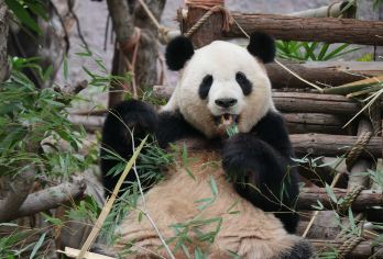 【特惠】厦门灵玲动物王国+灵玲马戏城+环岛路+集美学村一日游【[品质保证] 马戏表演+动物王国观光+含午餐。纯玩0购物0自费，放心游玩不踩坑~】