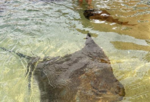 伊鲁康吉水族馆邂逅鲨鱼和鳐鱼景点图片