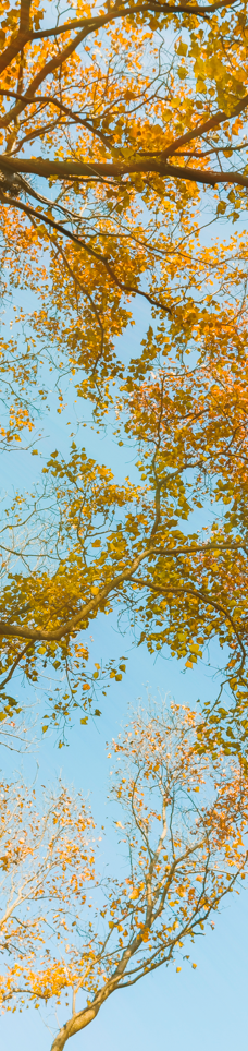 苏州中国花卉植物园-苏州