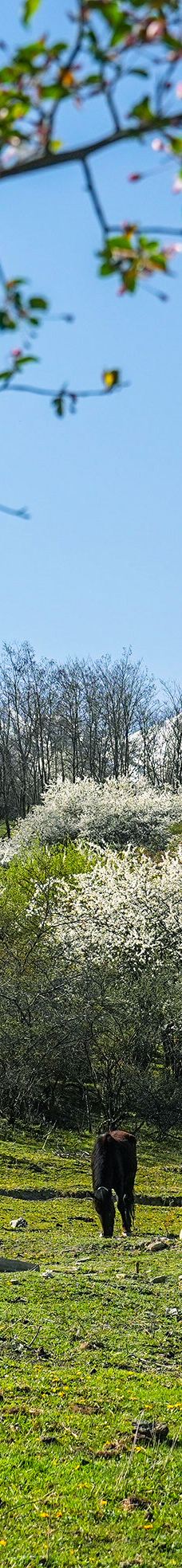 九寨华美胜地旅游度假区-九寨沟