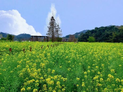 鹤鸣洲湿地公园