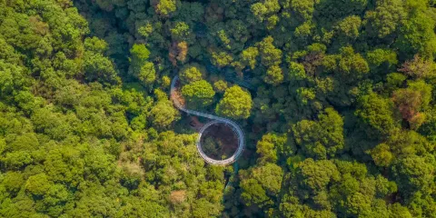 千島湖森林氧吧