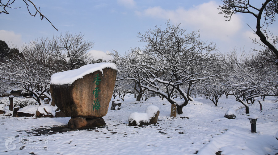 香雪海