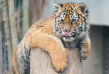 上海动物园景点图片