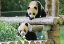 上海野生动物园景点图片
