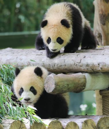 7天6晚 • 南京 無錫 蘇州 烏鎮 杭州 上海 上海野生動物園