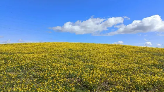 野核桃溝