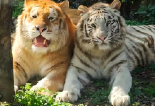 重庆野生动物世界景点图片