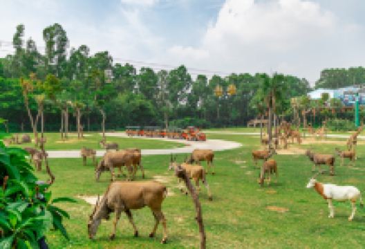 长隆野生动物世界景点图片