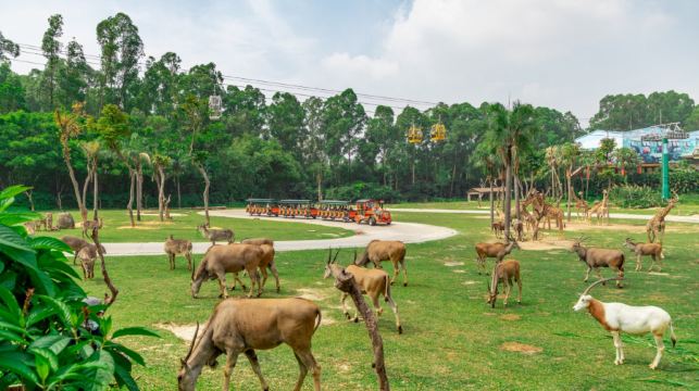 长隆野生动物世界