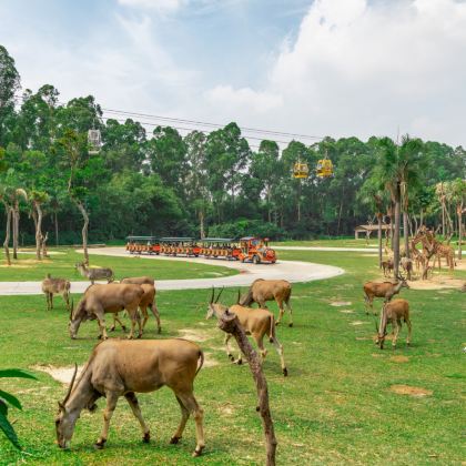 广州+佛山+惠州+长隆野生动物世界6日5晚私家团
