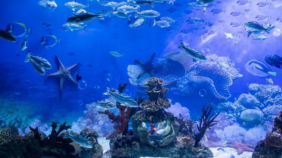 广州海屿汇海洋公园