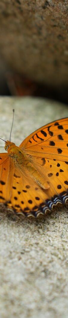 武夷山国家公园1号风景道-武夷山