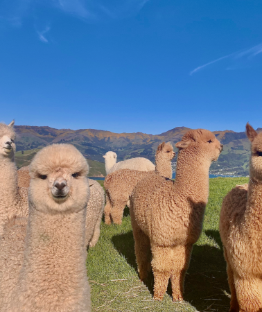 2D1N • South Island of New Zealand - Akaroa - Samara Llama Farm - Black Cat Whale Watching Cruise