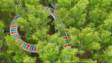 White Birch Forest Scenic Spot