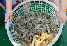 黄骅港旅游船出海捕鱼景点图片