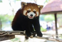 上海野生动物园景点图片
