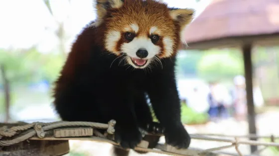 上海野生動物園