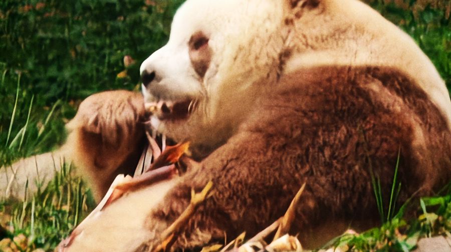 秦岭四宝科学公园