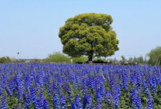 周浦花海景点图片