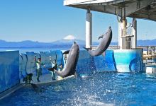 新江之岛水族馆景点图片