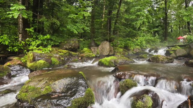 千年红豆杉景区