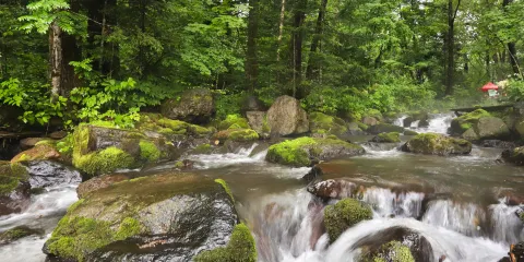 千年紅豆杉景區